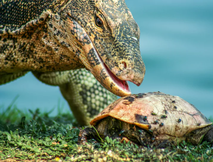 Komodo Dragon Tours