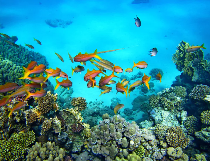 Indonesia Dive Resorts – A Haven for Underwater Adventurers