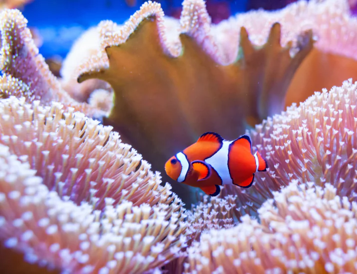 Diving in Komodo Resort: An Underwater Safari