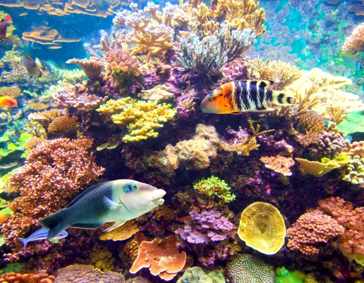 Pristine house reef corals at Sebayur Island, Komodo Resort