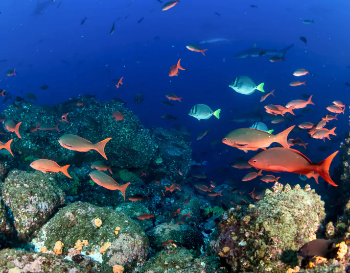 Diver exploring Komodo underwater