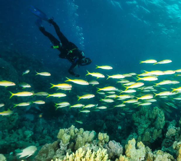 Popular Routes for Komodo Dragon Liveaboard Tours