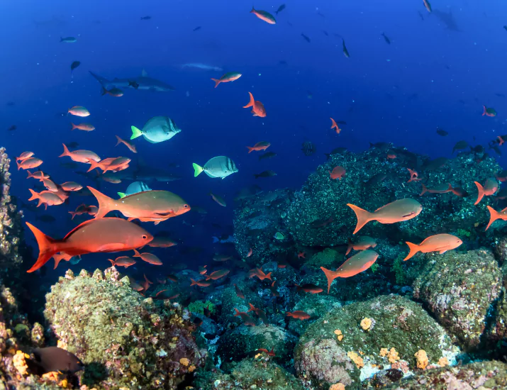 Gili Laba Island – Panoramic Views and Snorkeling