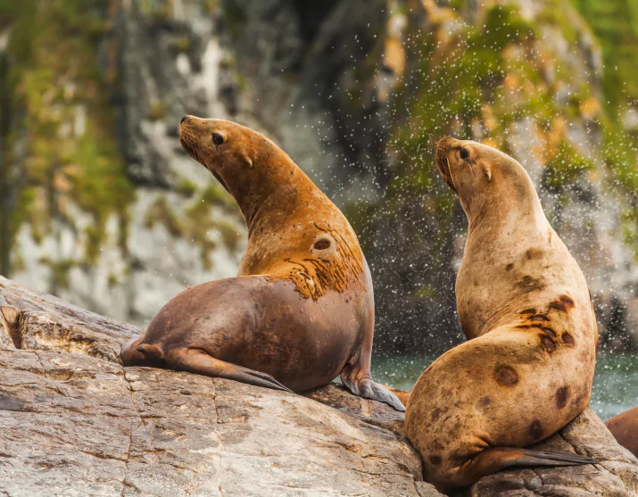 Land & Sea Fauna