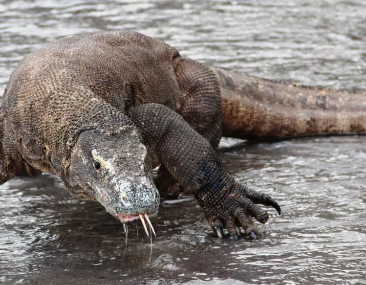Komodo Dragons