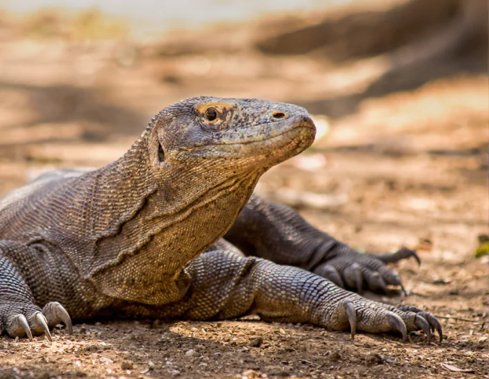 Encountering the Legendary Komodo Dragons