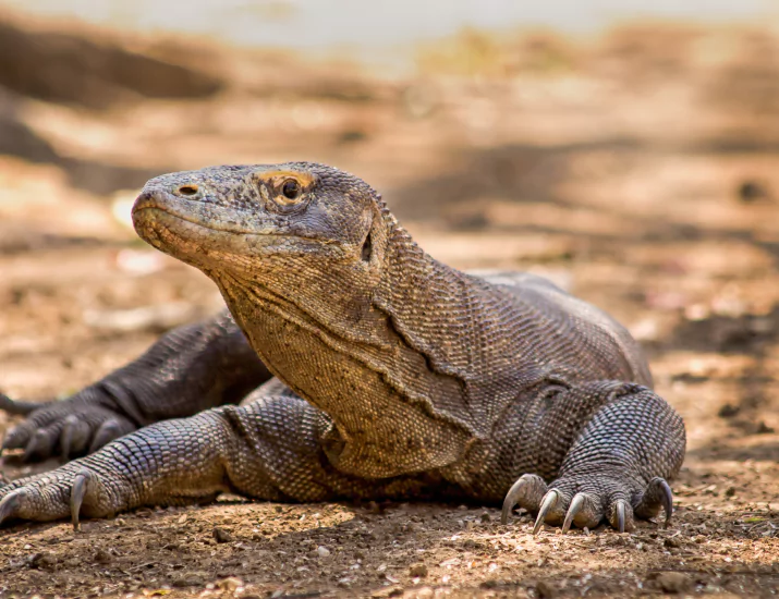 Komodo Dragon