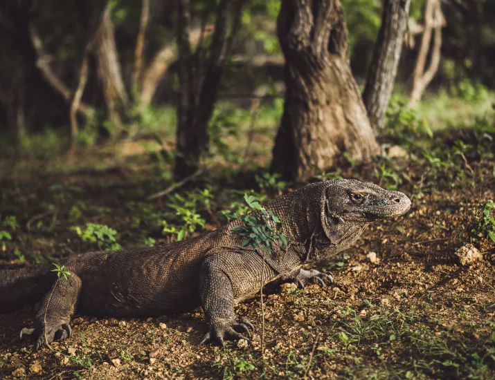 Conservation Challenges