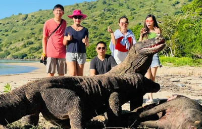 Komodo Dragons