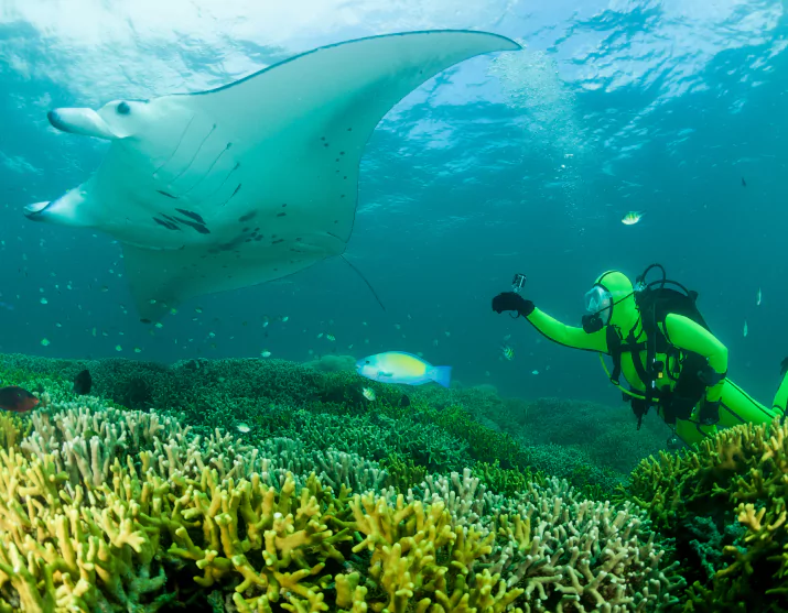 Snorkeler with manta ray in Komodo National Park