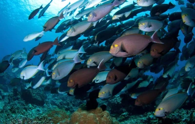 World-Class Diving in Komodo National Park