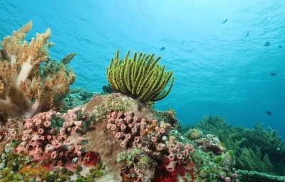 Snorkeling: Komodo's Underwater World Without a Tank
