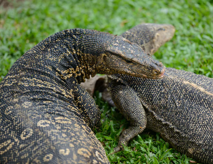 Komodo Dragon Habitat